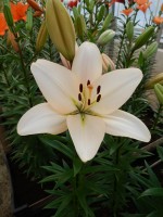 [4093 Champion Diamond DJ No02.JPG]